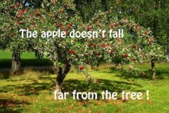 Apple-tree-copy